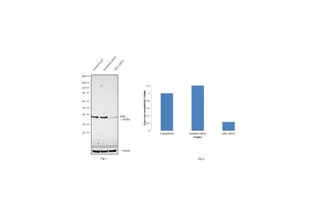 APE1 Antibody in Western Blot (WB)