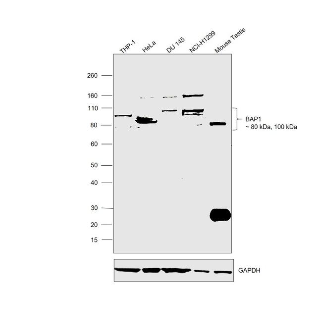 BAP1 Antibody in Western Blot (WB)