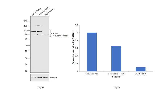 BAP1 Antibody in Western Blot (WB)