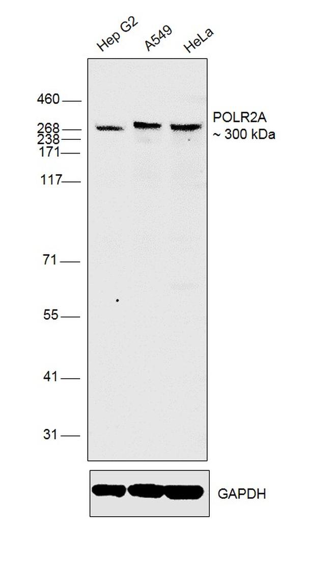 Phospho-RNA pol II CTD (Ser5) Antibody in Western Blot (WB)