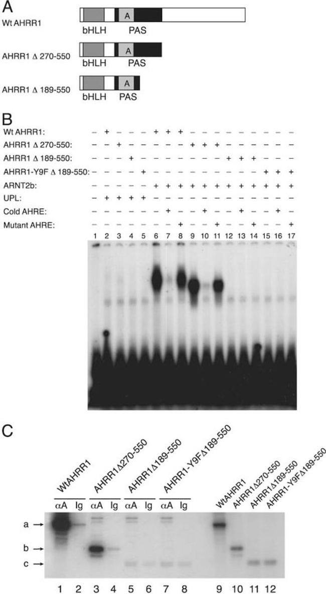 HIF-1 beta Antibody in Immunoprecipitation (IP)