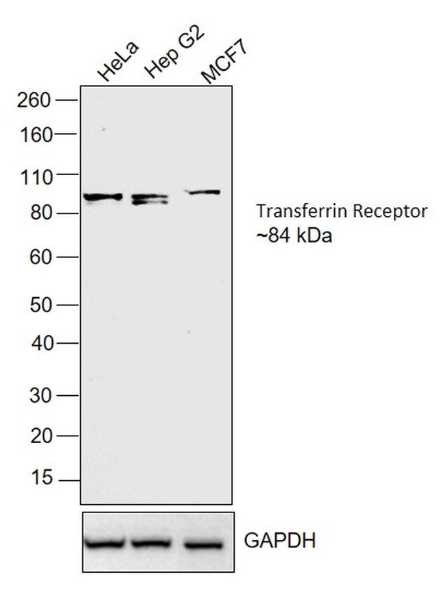 Transferrin Receptor Antibody in Western Blot (WB)