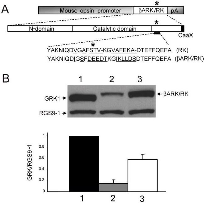 GRK1 Antibody in Western Blot (WB)