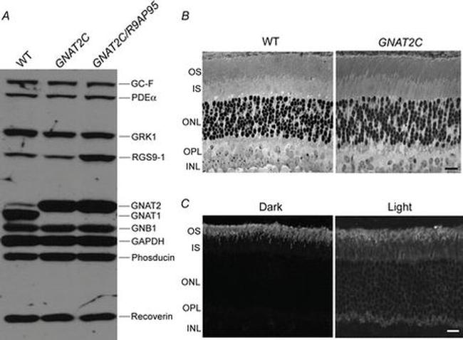 GRK1 Antibody in Western Blot (WB)