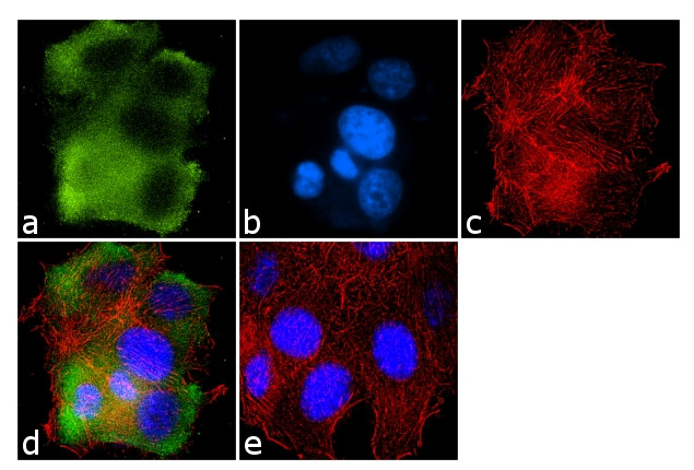 GRK1 Antibody in Immunocytochemistry (ICC/IF)