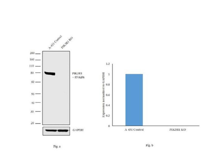 PI3K p85 alpha Antibody