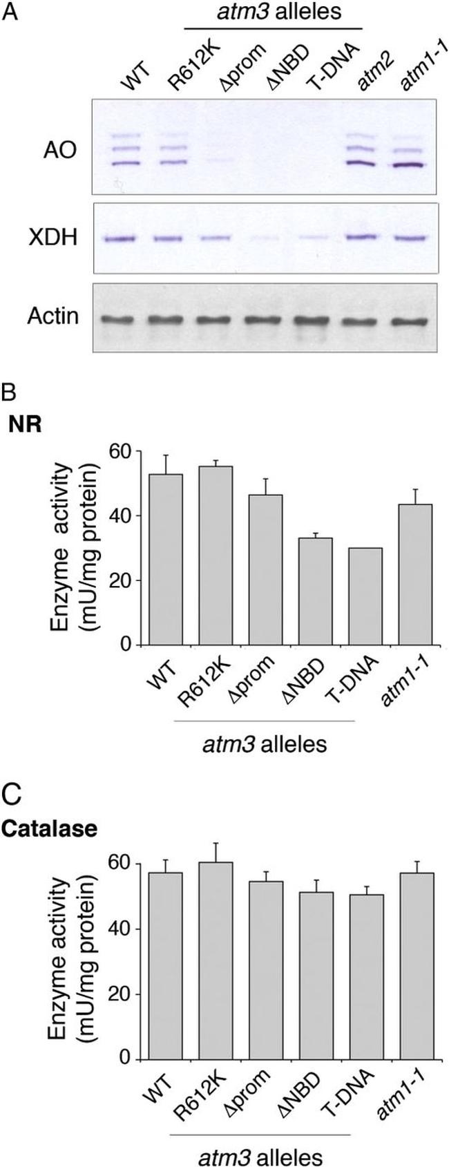 Actin Antibody in Western Blot (WB)