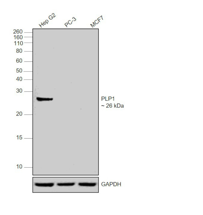 PLP1 Antibody