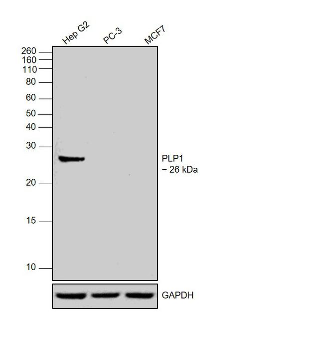 PLP1 Antibody in Western Blot (WB)