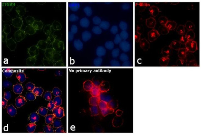 ITGA4 Antibody in Immunocytochemistry (ICC/IF)