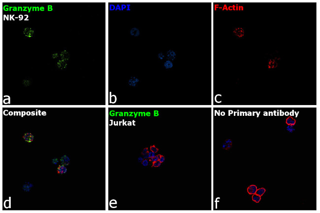 Granzyme B Antibody in Immunocytochemistry (ICC/IF)