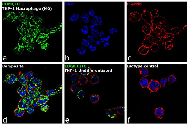 CD68 Monoclonal Antibody (Ki-M7), FITC