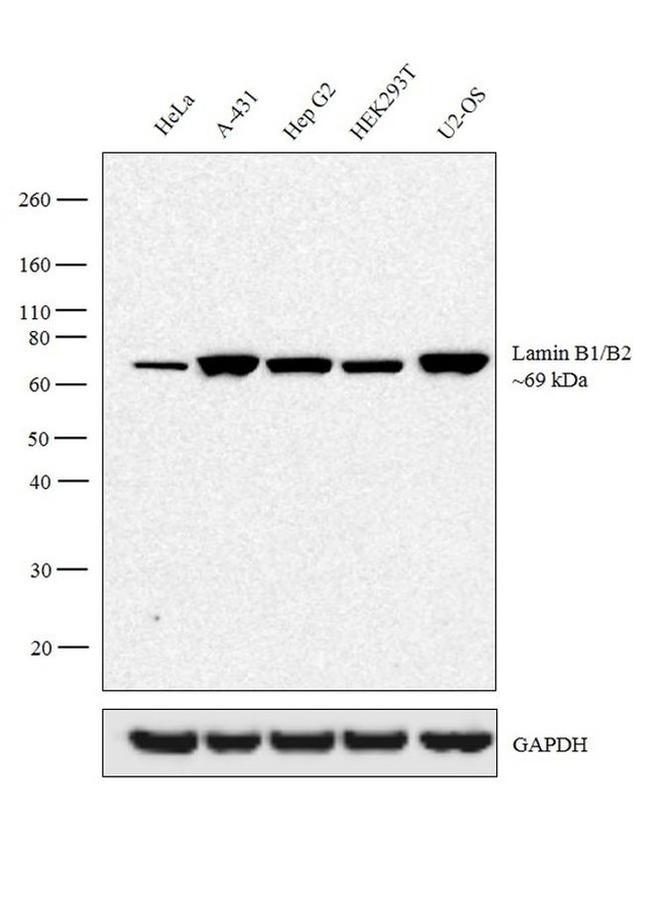 Lamin B1/B2 Antibody in Western Blot (WB)