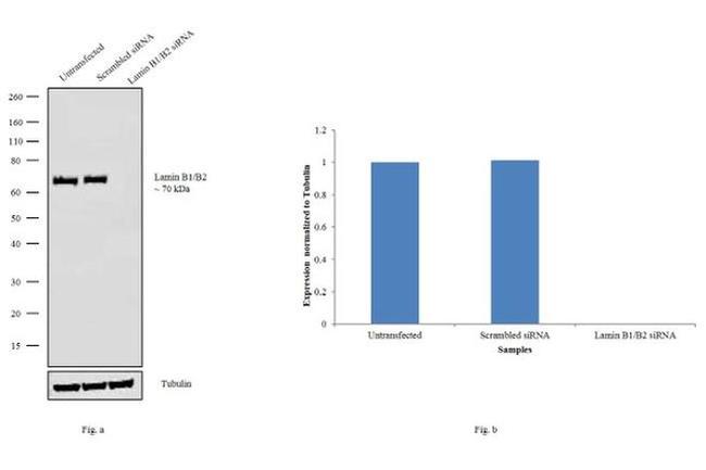 Lamin B1/B2 Antibody in Western Blot (WB)