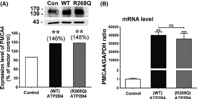 PMCA4 ATPase Antibody in Western Blot (WB)