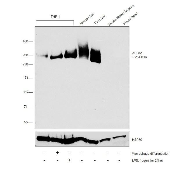 ABCA1 Antibody