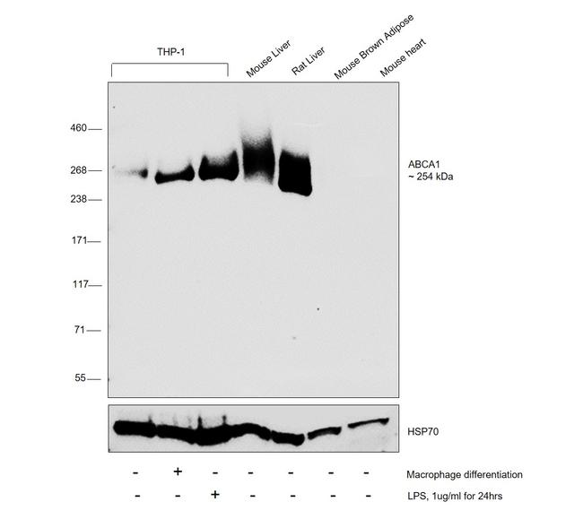 ABCA1 Antibody in Western Blot (WB)