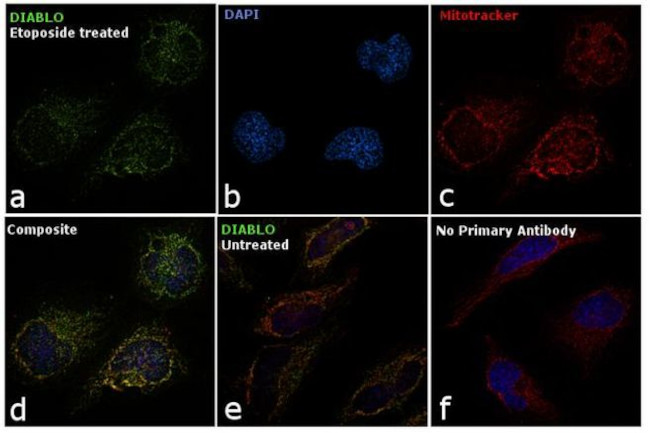 DIABLO Antibody in Immunocytochemistry (ICC/IF)