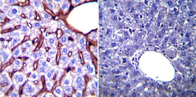 GRP94 Antibody in Immunohistochemistry (Paraffin) (IHC (P))