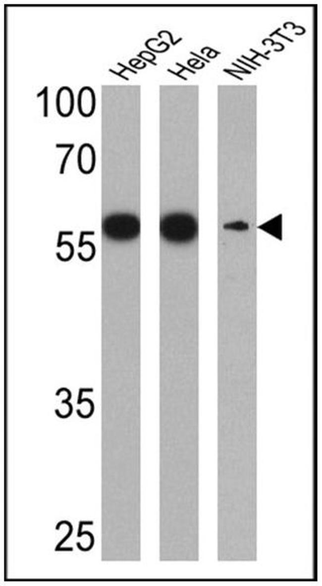 PDI Antibody in Western Blot (WB)