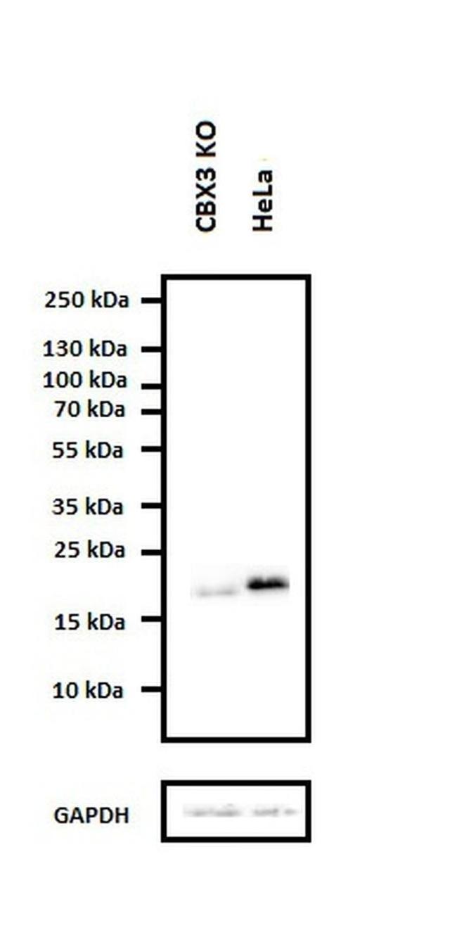 HP1 gamma Antibody in Western Blot (WB)