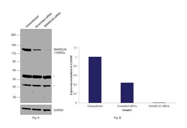 SMARCA5 Antibody in Western Blot (WB)