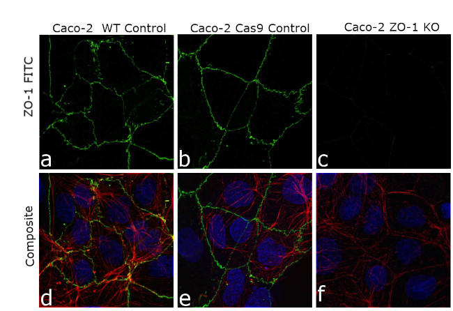 ZO-1 Antibody in Immunocytochemistry (ICC/IF)