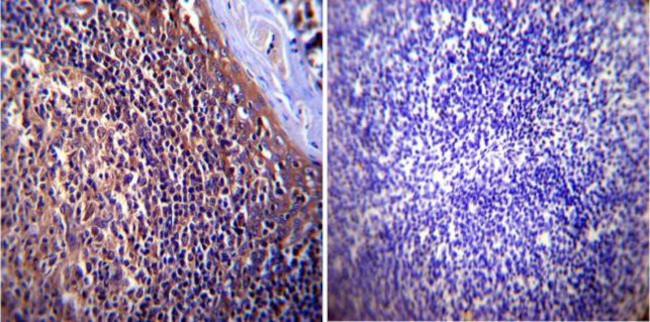 p23 Antibody in Immunohistochemistry (Paraffin) (IHC (P))