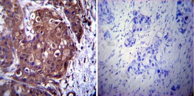 p23 Antibody in Immunohistochemistry (Paraffin) (IHC (P))