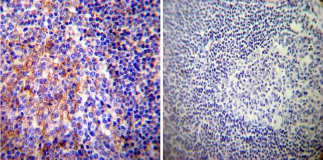 PMCA ATPase Antibody in Immunohistochemistry (Paraffin) (IHC (P))