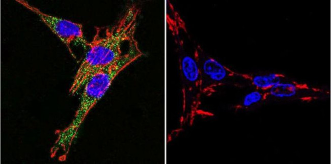 ATP1A3 Antibody in Immunocytochemistry (ICC/IF)