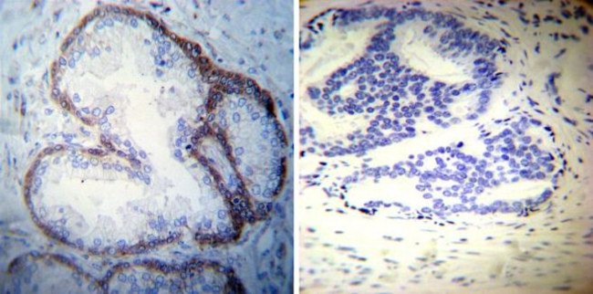 ATP1A3 Antibody in Immunohistochemistry (Paraffin) (IHC (P))