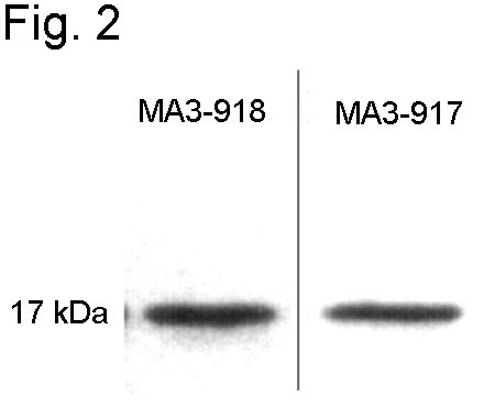 Calmodulin Antibody in Western Blot (WB)