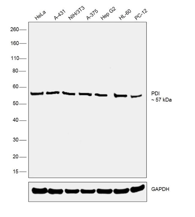 PDI Antibody in Western Blot (WB)