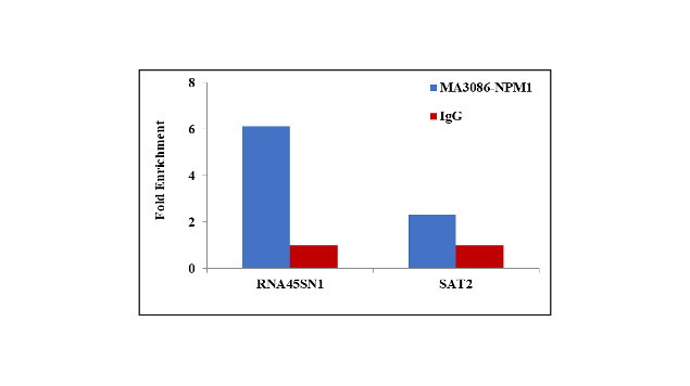 NPM1 Antibody in ChIP Assay (ChIP)