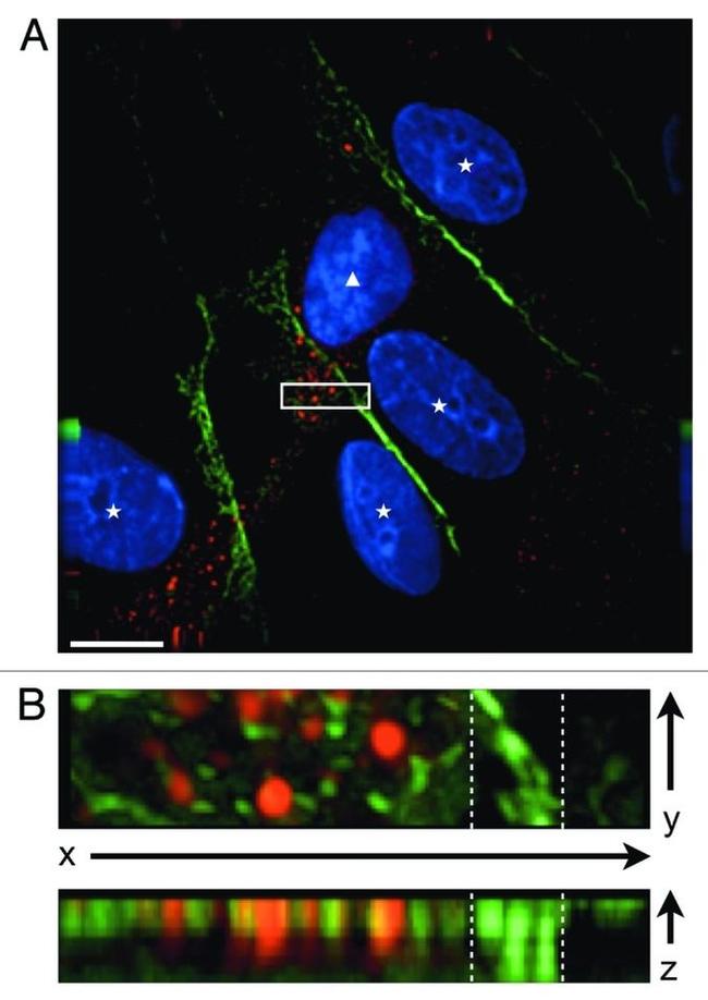 CD31 Antibody in Immunocytochemistry (ICC/IF)