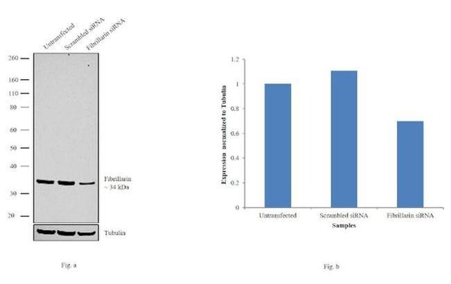 Fibrillarin Antibody in Western Blot (WB)