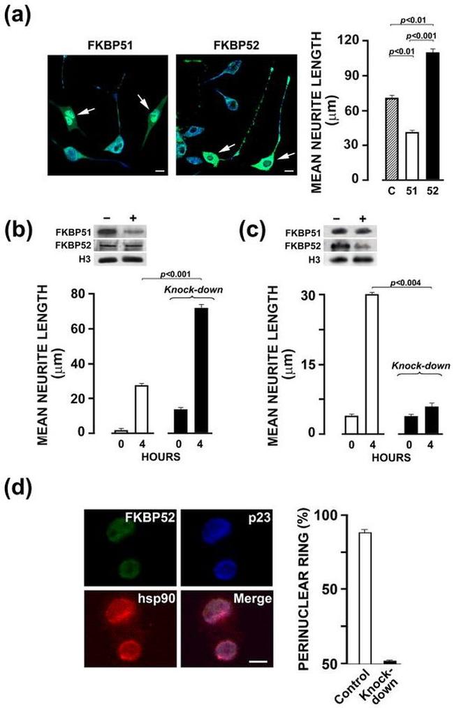 FKBP5 Antibody in Western Blot (WB)