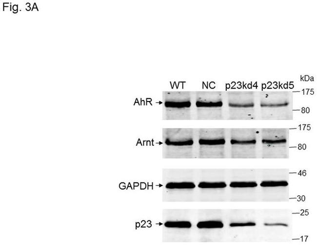 p23 Antibody in Western Blot (WB)