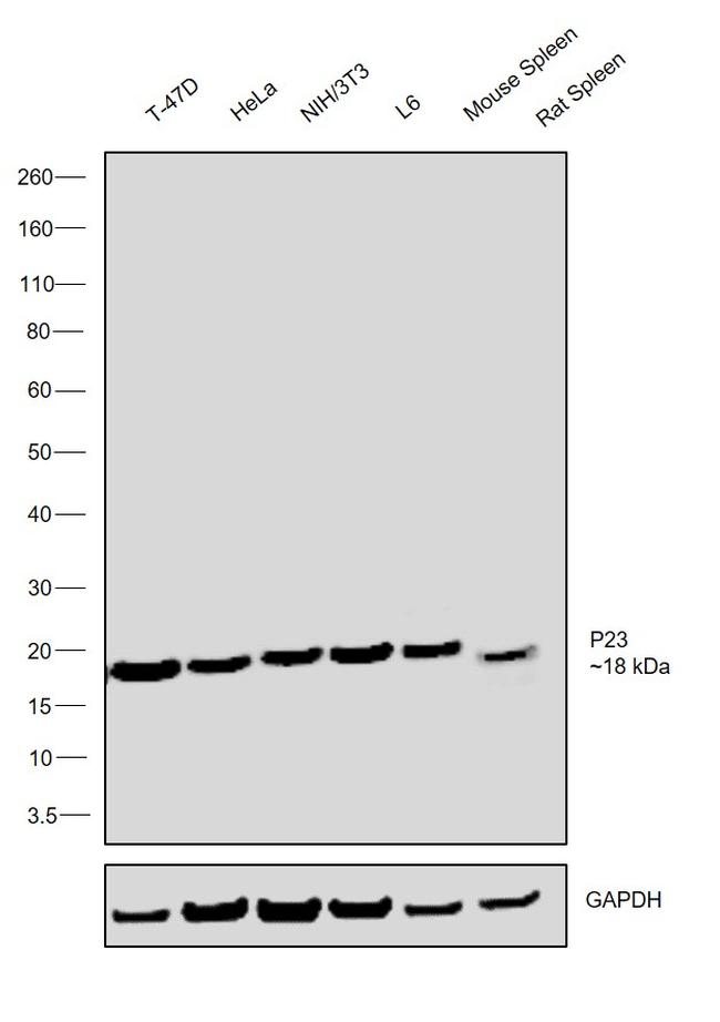 p23 Antibody in Western Blot (WB)