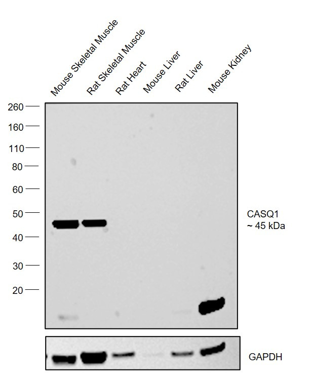 Calsequestrin Antibody