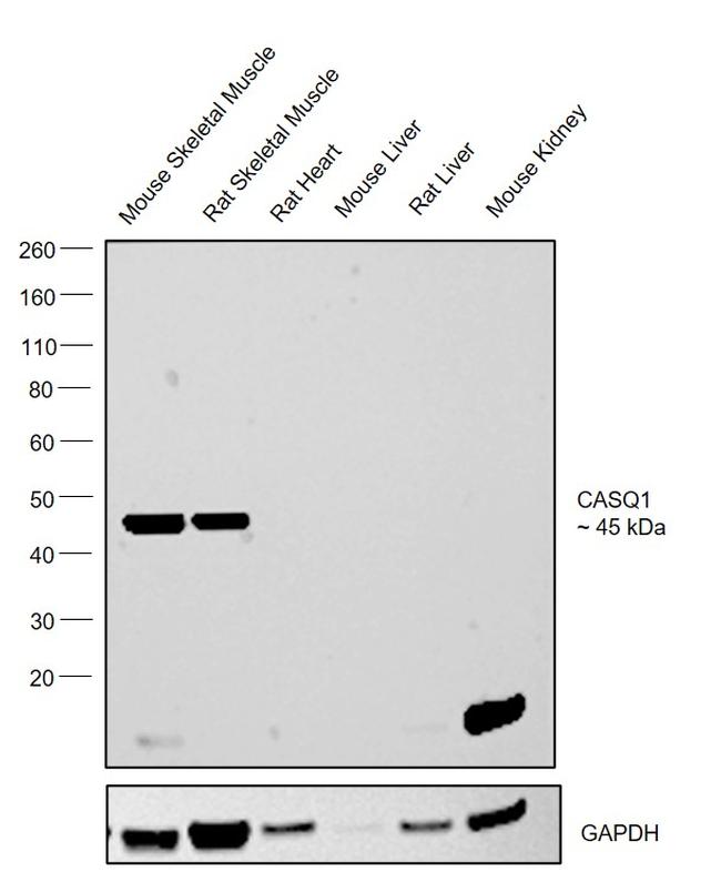 Calsequestrin Monoclonal Antibody (VIIID12) (MA3-913)