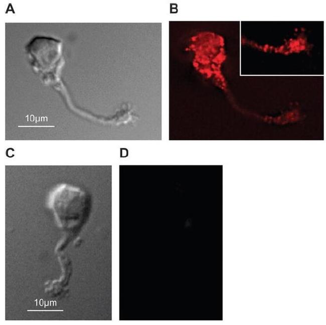 PMCA ATPase Antibody in Immunocytochemistry (ICC/IF)