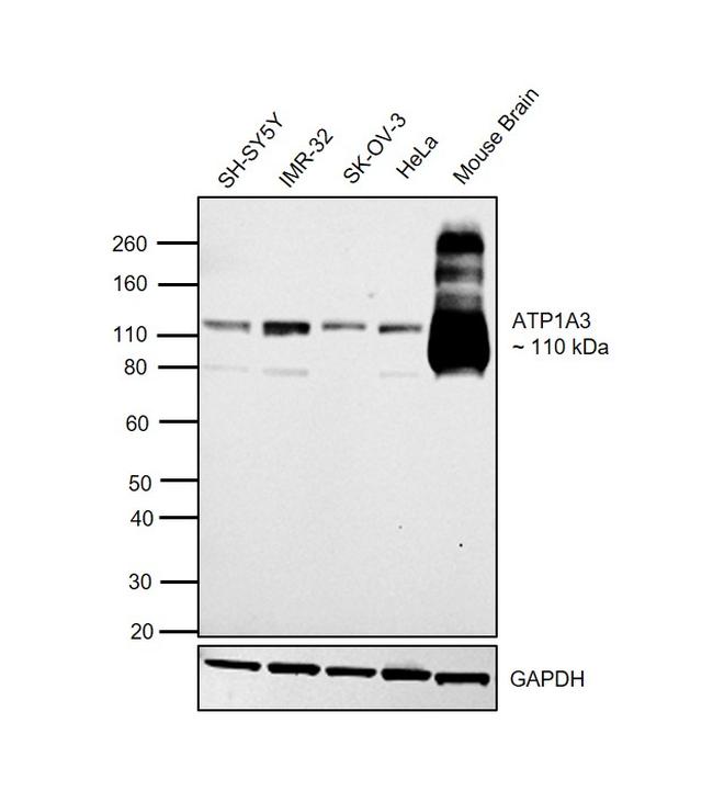 ATP1A3 Antibody in Western Blot (WB)