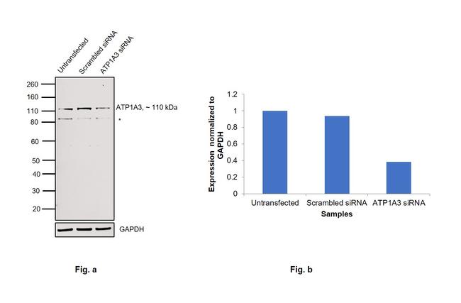 ATP1A3 Antibody in Western Blot (WB)