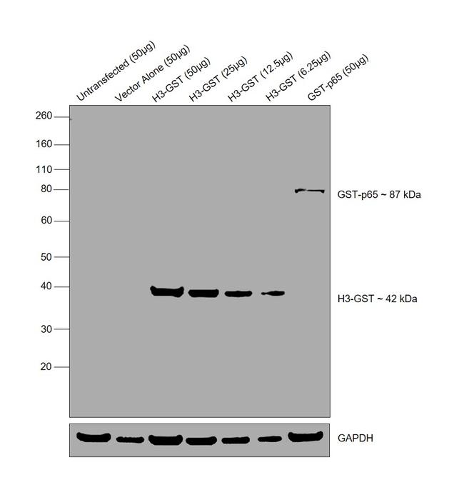 GST Tag Monoclonal Antibody (8-326) (MA4-004)