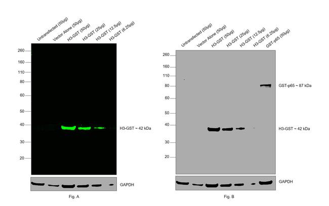 GST Tag Antibody in Western Blot (WB)