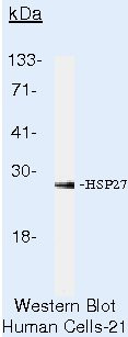 HSP27 Antibody in Western Blot (WB)