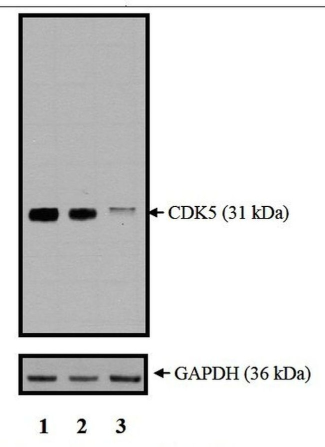 CDK5 Antibody