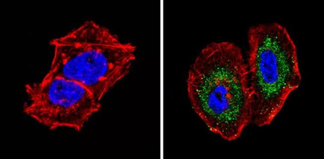 Survivin Antibody in Immunocytochemistry (ICC/IF)